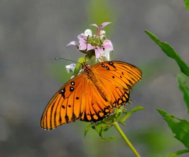 Land Trust of Santa Clara Valley Butterfly.