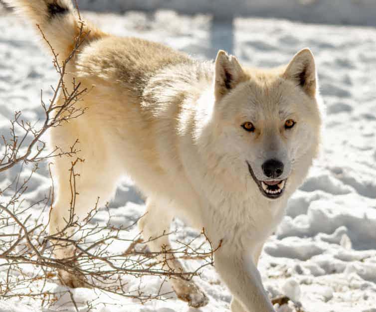 Wolf in the snow.