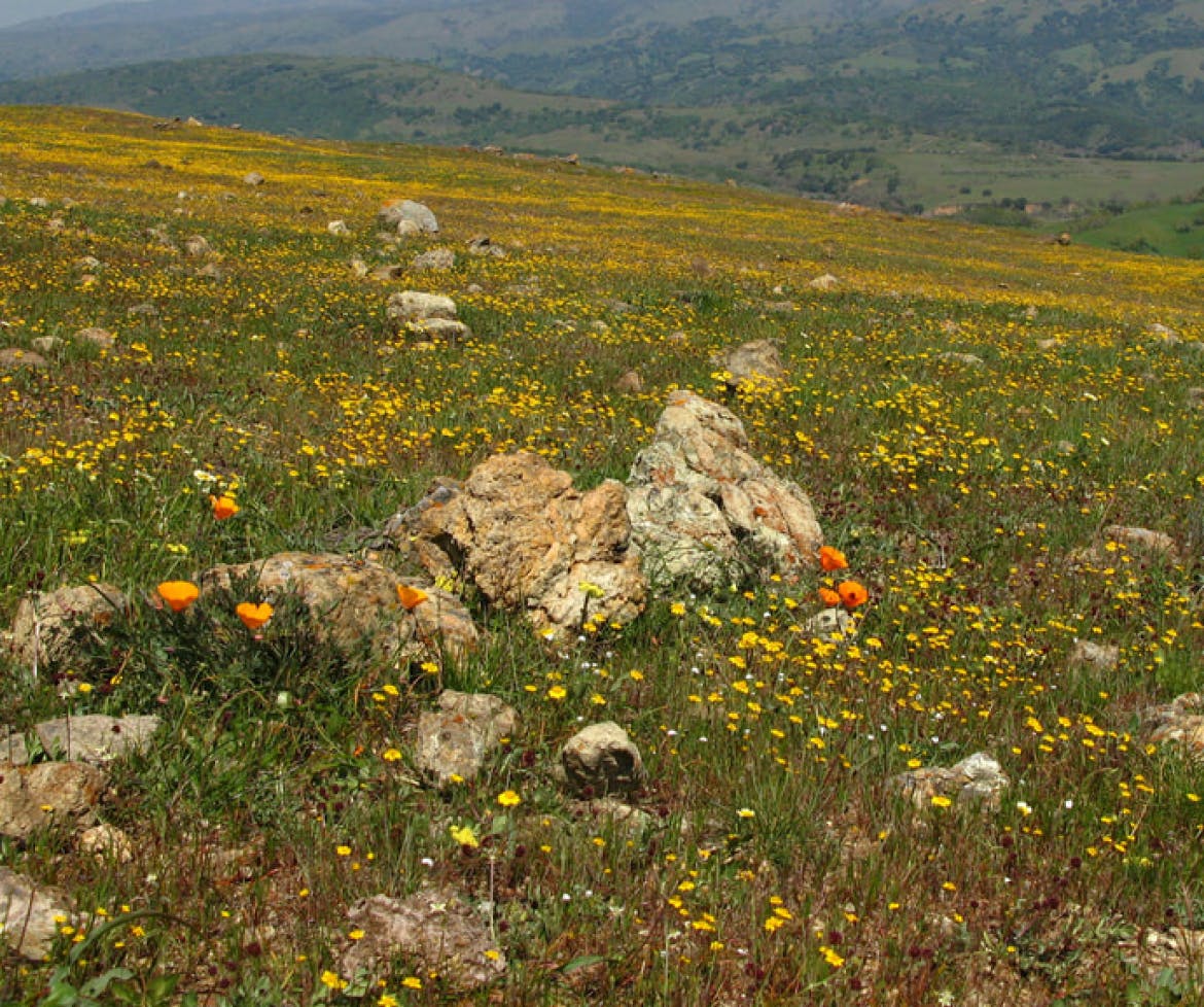 Land Trust of Santa Clara Valley Landscape.
